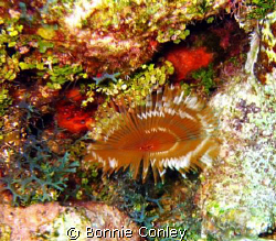 Split-Crown Feather Duster seen on July 2008 at Grand Cay... by Bonnie Conley 